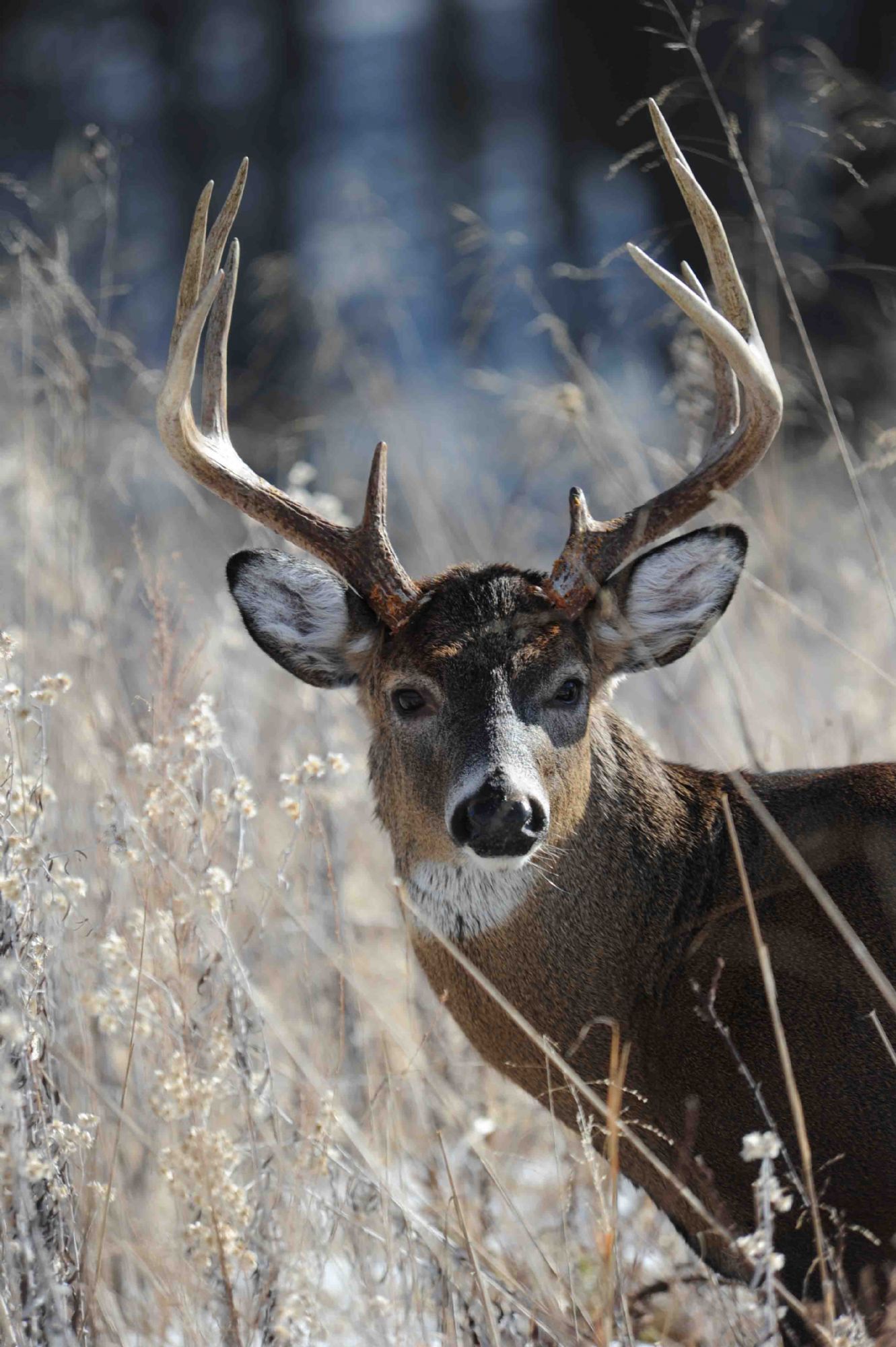 Pennsylvania 10 Point Buck Photos