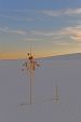 White Sands N.M.